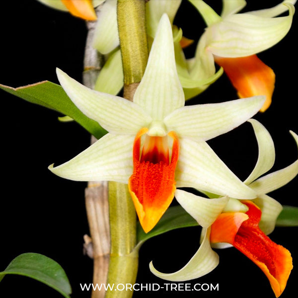 Dendrobium Jiaho Delight - BS