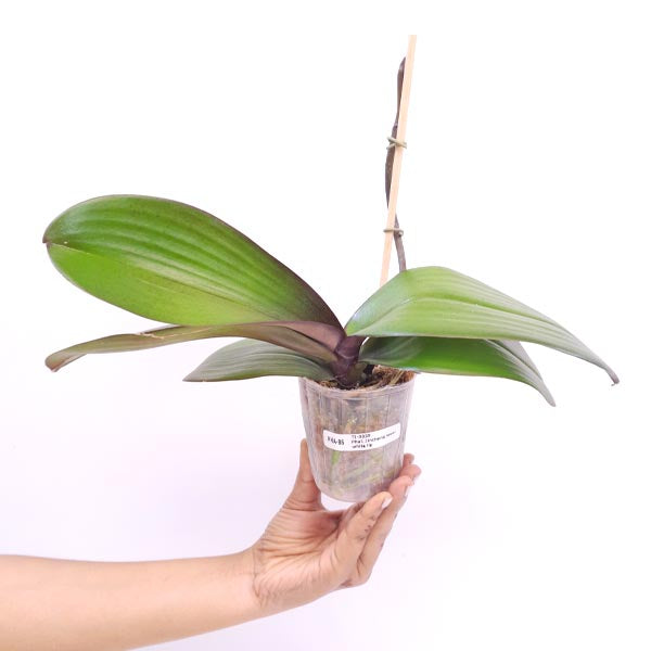 Phalaenopsis Jincheng Lover White Lip Orchid Plant - FF