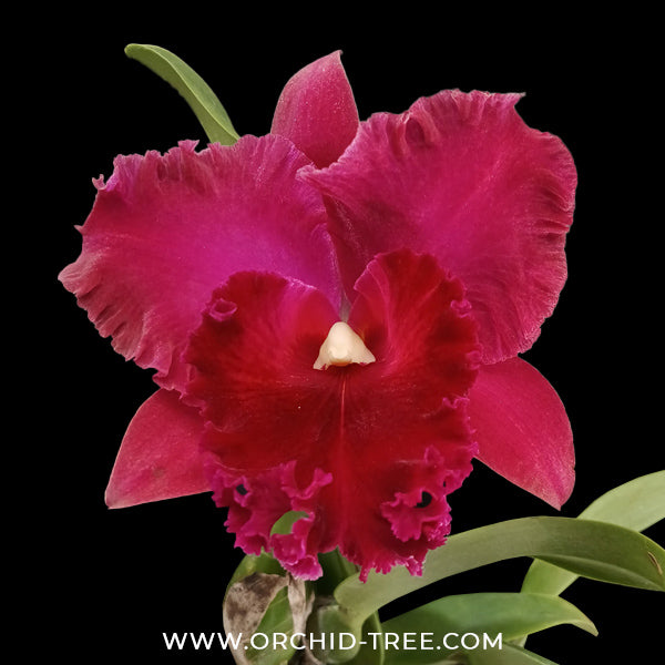 Cattleya (Rlc.) Krungsri Red Orchid Plant - FF (Open Flower)