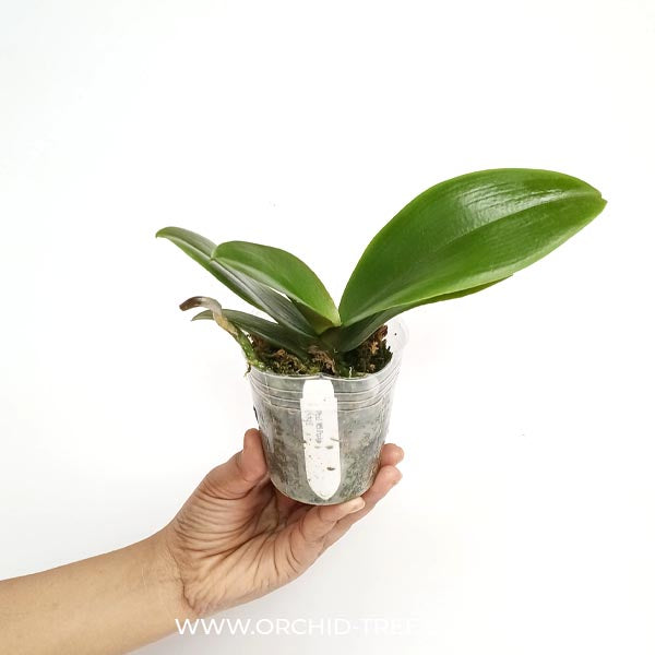 Phalaenopsis KS Pride Golden Diamond - BS