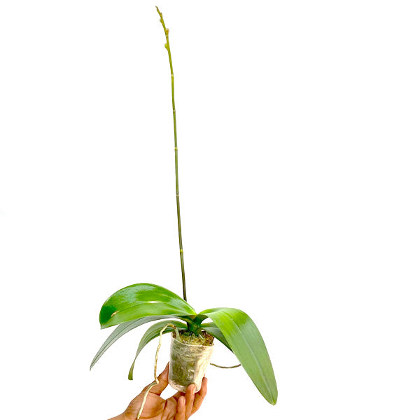 Phalaenopsis KV Beauty - BS - Buy Orchids Plants Online by Orchid-Tree.com