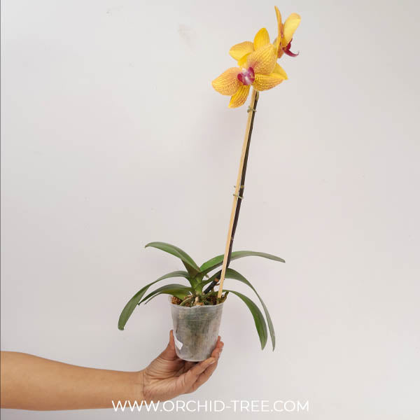 Phalaenopsis KV Beauty Orchid Plant - FF