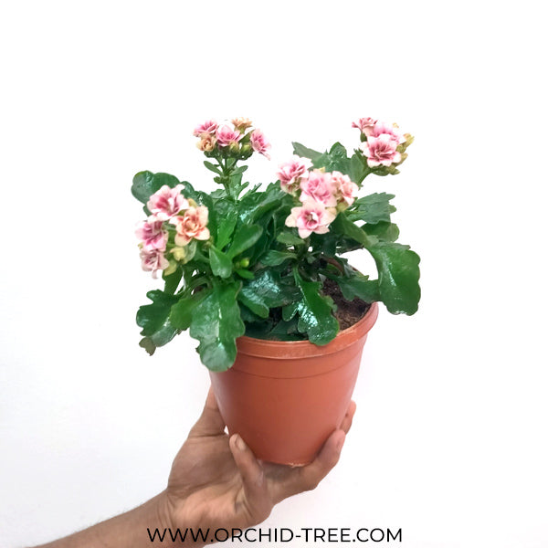 Kalanchoe | Flowering Plants
