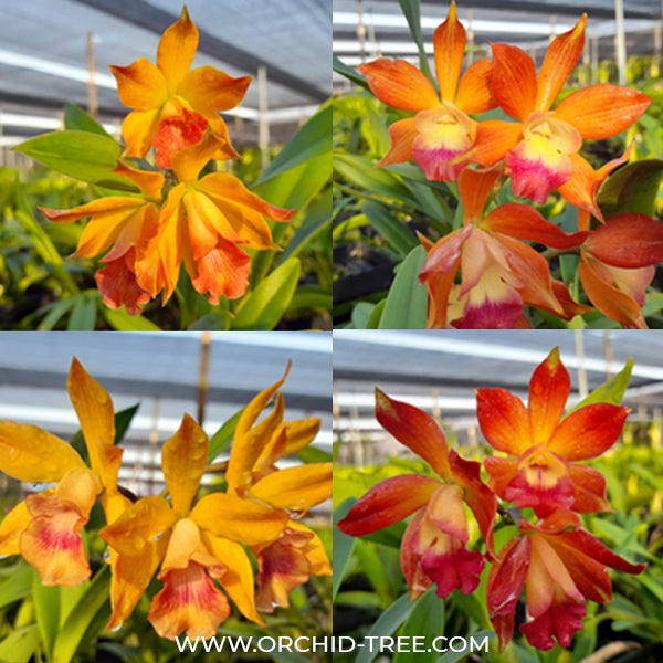 Cattleya (Ctt.) Kauai Starbright x (Enc.) phoenicea - BS
