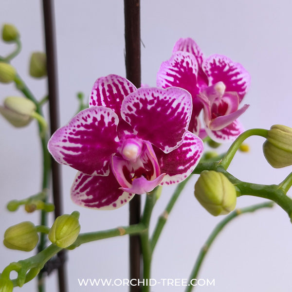 Phalaenopsis Younghome Kaleido - FF
