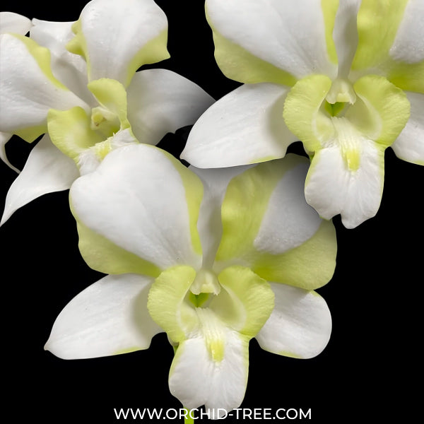 Dendrobium King Dragon White Orchid Plant - BS