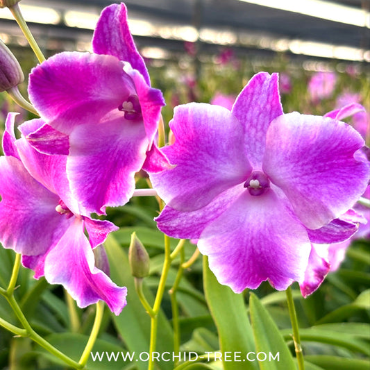 Dendrobium King Dragon Orchid plant - BS