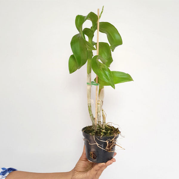 Dendrobium King Dragon Peach Orchid Plant - BS