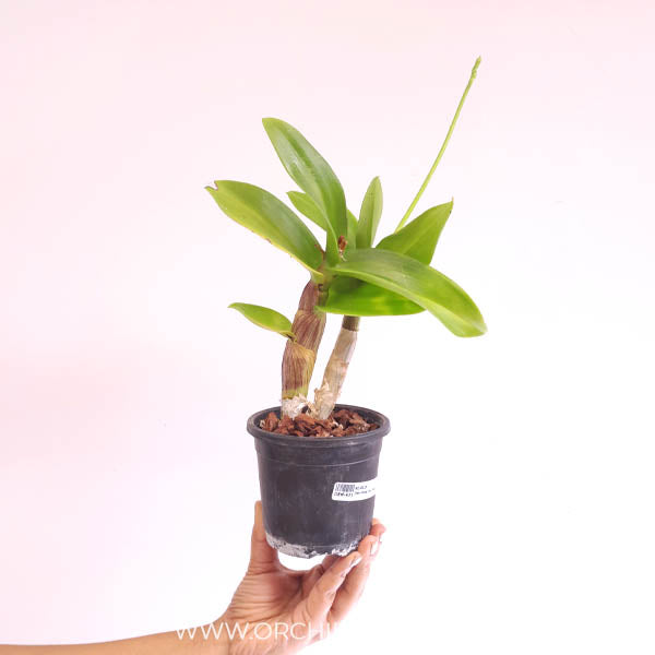 Dendrobium King Star Bright Orchid Plant - BS