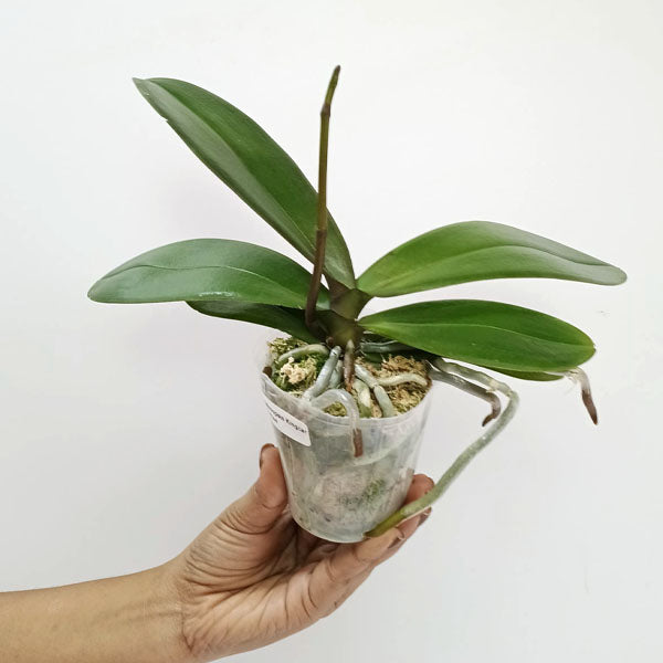 Phalaenopsis Kingcar Dalmatian Orchid Plant - FF