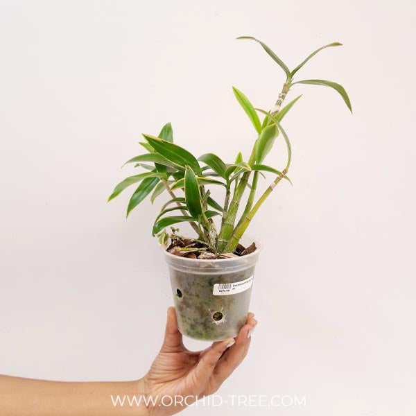 Dendrobium kingianum sp.- BS (Variegated)