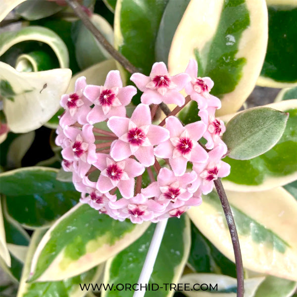 Hoya Carnosa Krimson Queen Variegated Plant