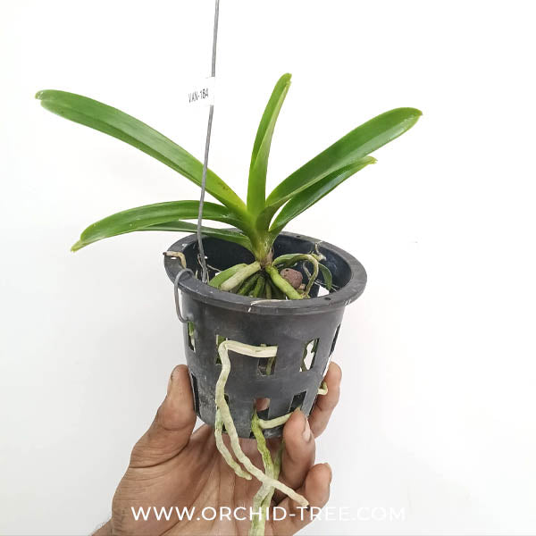 Vanda Kulvadee Fragrance Black Orchid Plant - SS