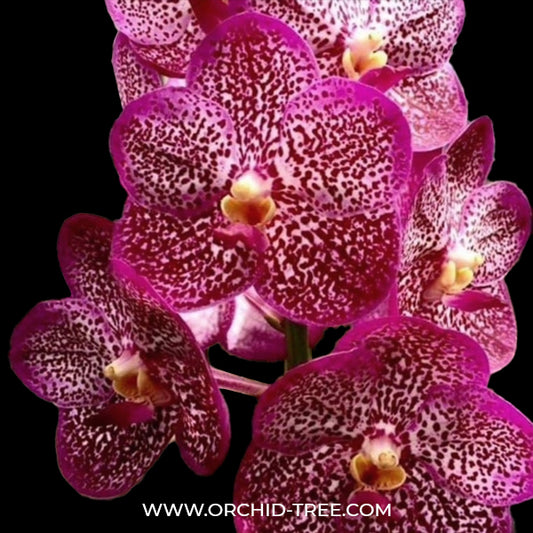 Vanda Dr. Anek x Kulwadee Fragrance Red Orchid Plant - SS