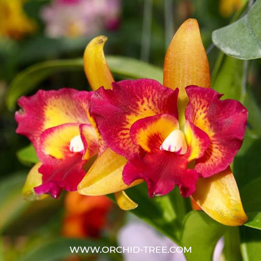 Cattleya (Ctt) River Kwai Floating Orchid Plant -BS