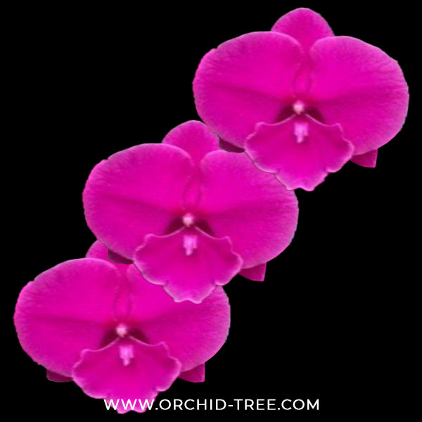 Phalaenopsis Lianher Purple Satin Orchid Plant - FF