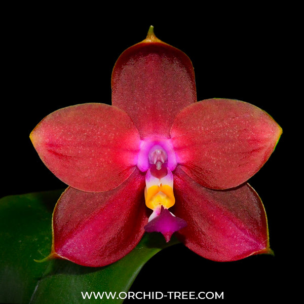 Phalaenopsis LD's Bear King - BS