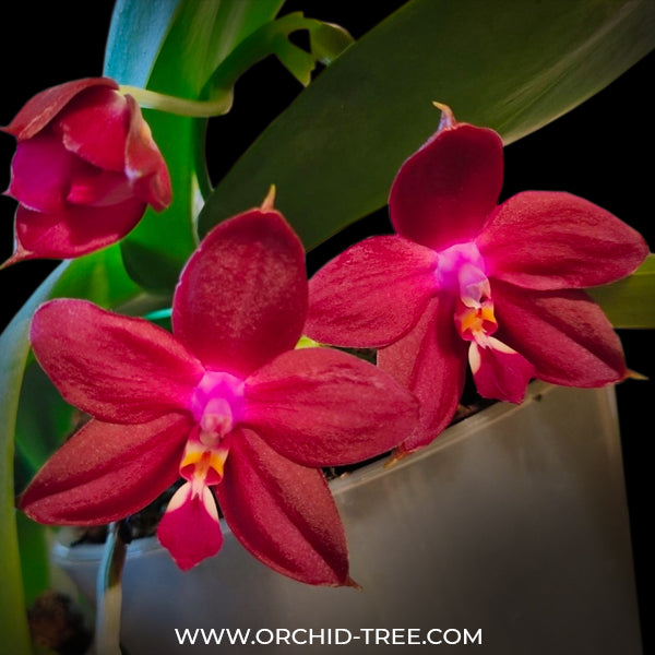 Phalaenopsis LD's Bear King - BS
