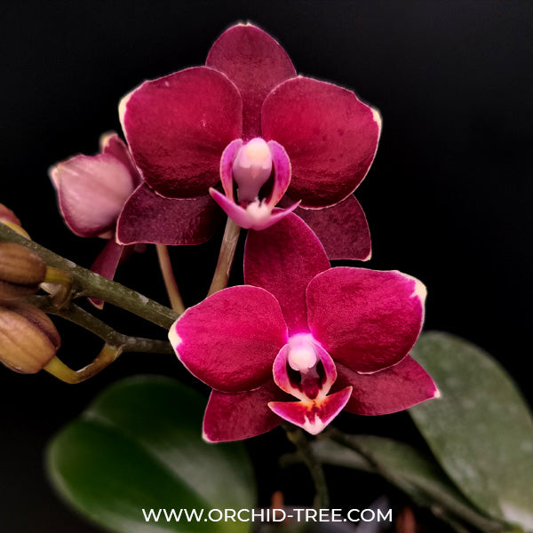 Phalaenopsis Lady Luck - BS