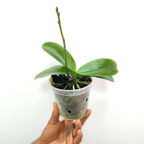 Phalaenopsis Lady Luck - BS