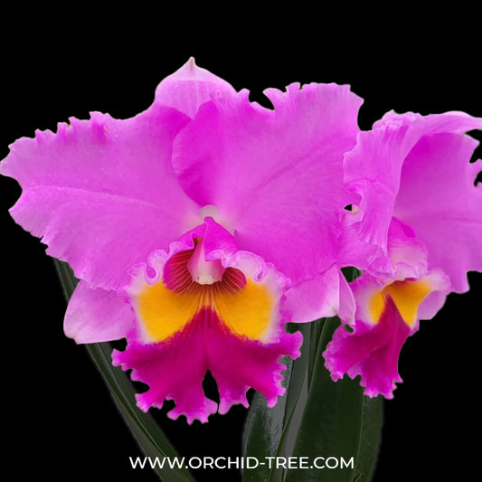 Cattleya (Lc.) Lake Cachuma "New Spring" Orchid Plant - BS
