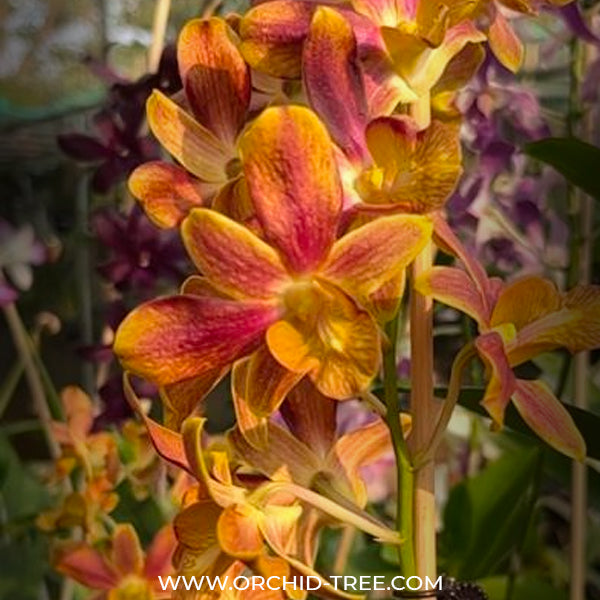 Dendrobium Latte - BS