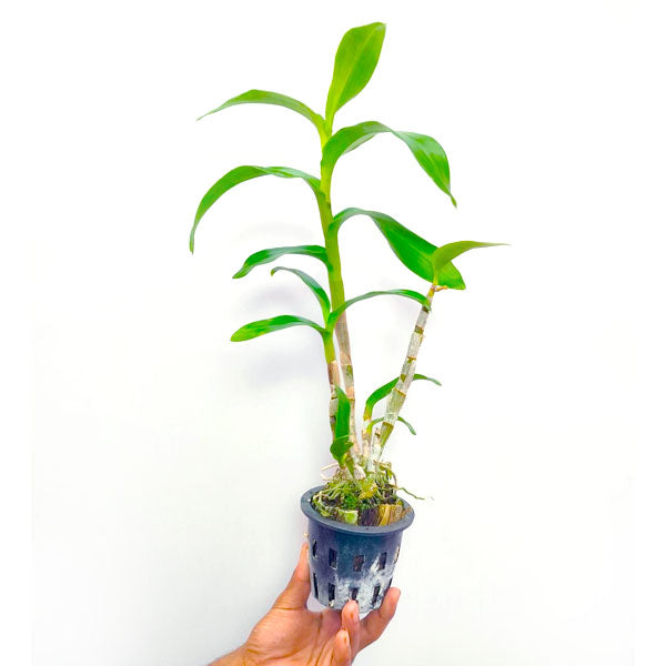 Dendrobium Latte - BS