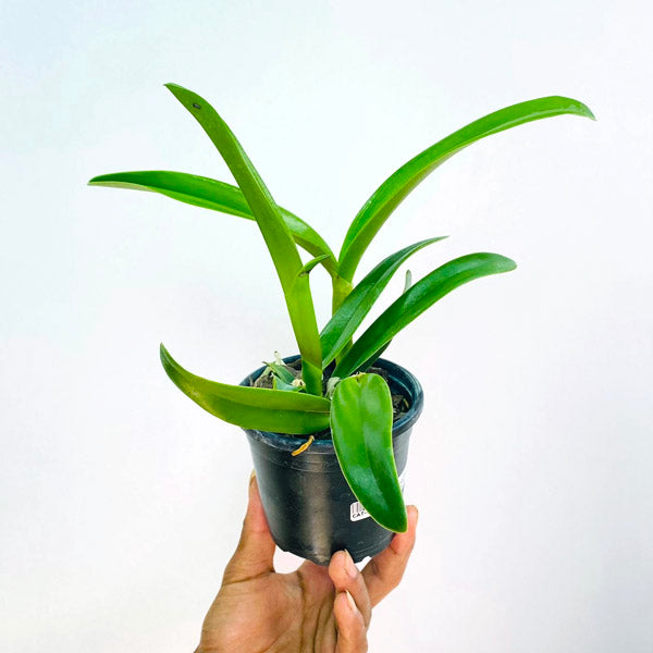 Cattleya (Lc.) Tropical Trick 'Machado' - BS