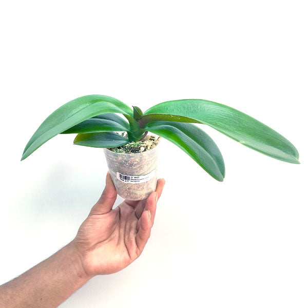 Phalaenopsis Leco Fantastic - FF
