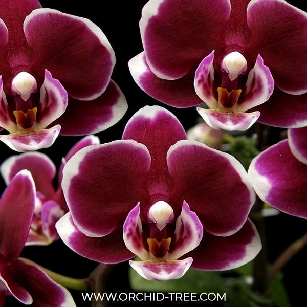Phalaenopsis Black Current Orchid Plant - FF