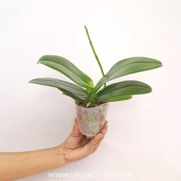 Phalaenopsis Black Current Orchid Plant - FF