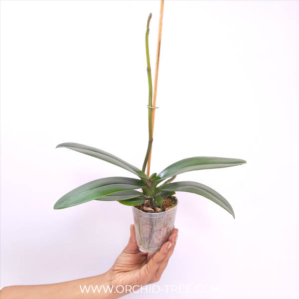 Phalaenopsis Lianher Orange Orchid Plant - FF