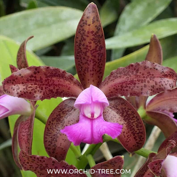 Cattleya leopoldii sp. Orchid Plant - MS