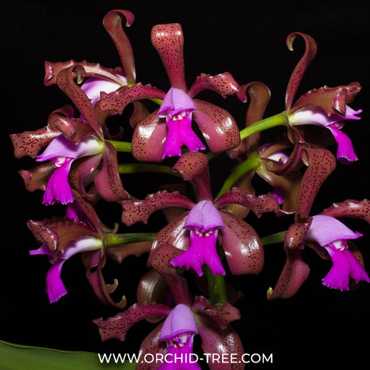 Cattleya leopoldii sp. Orchid Plant - MS