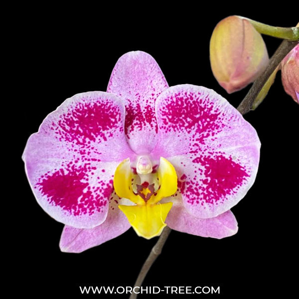 Phalaenopsis Lianher Happy Dancer - FF