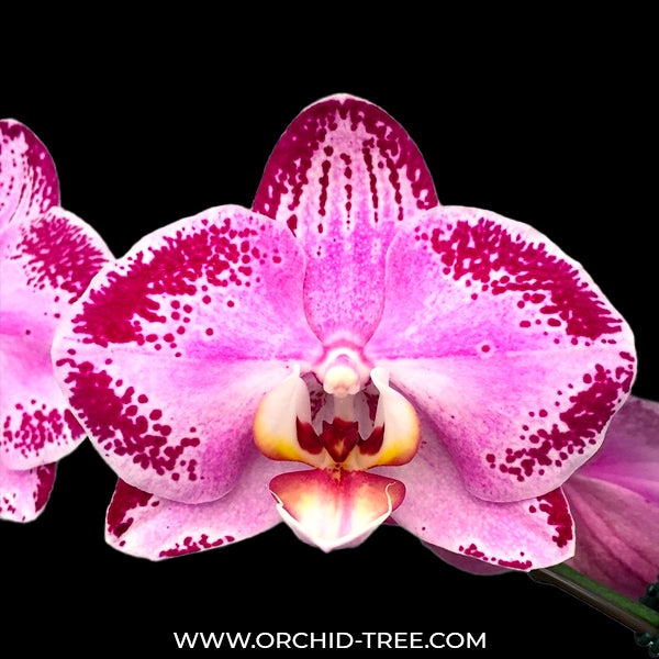 Phalaenopsis Lianher Happy Dancer - FF