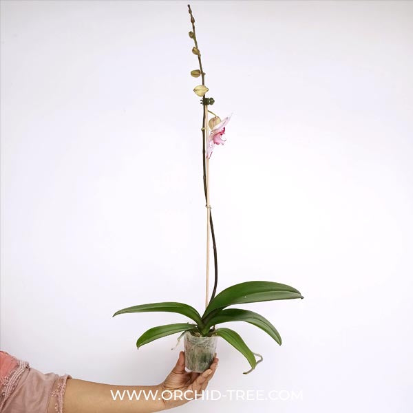 Phalaenopsis Lianher Shark Orchid Plant - FF