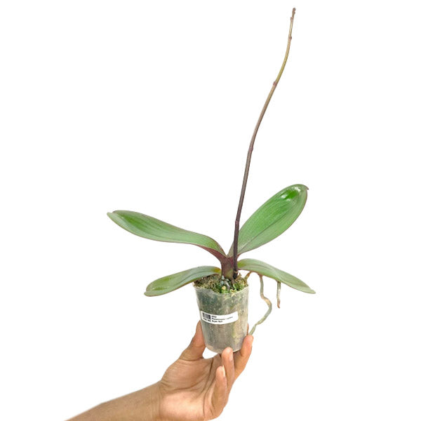 Phalaenopsis Lianher Super Red - BS - Buy Orchids Plants Online by Orchid-Tree.com
