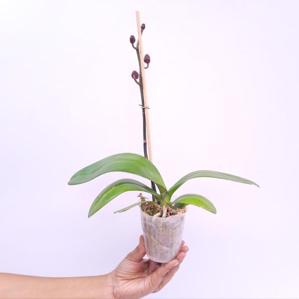 Phalaenopsis Lianher Blush Orchid Plant - FF