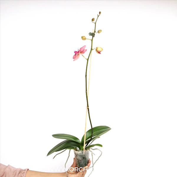 Phalaenopsis Lianher Orange Orchid Plant - FF