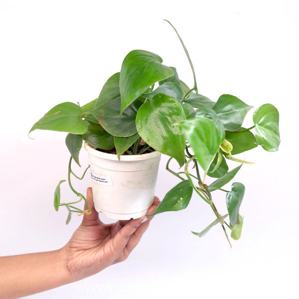 Philodendron Green Heart Leaf