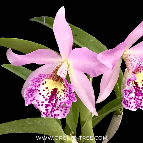 Cattleya (Bct.) Little Aiko Orchid Plant