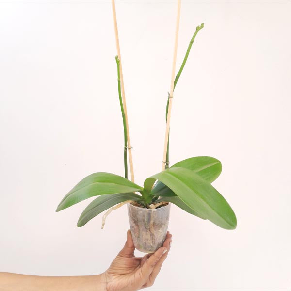 Phalaenopsis Little Green Smile Orchid Plant - FF