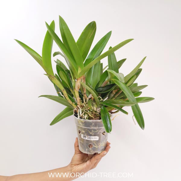 Cattleya (Bc.) Little Mermaid Orchid Plant - BS