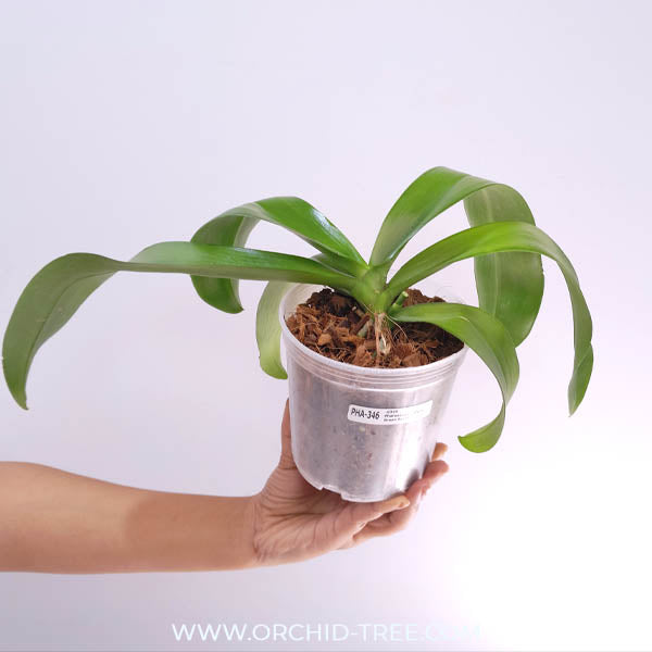 Phalaenopsis Little Green Smile Orchid Plant - BS