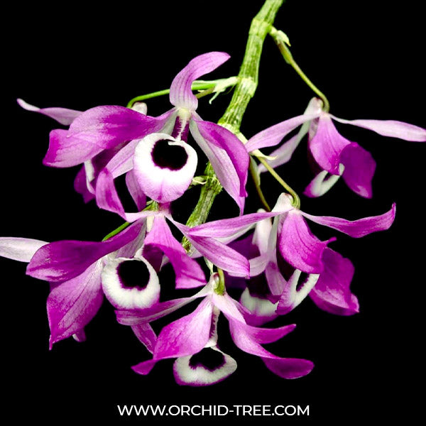 Dendrobium lituiflorum sp. - BS