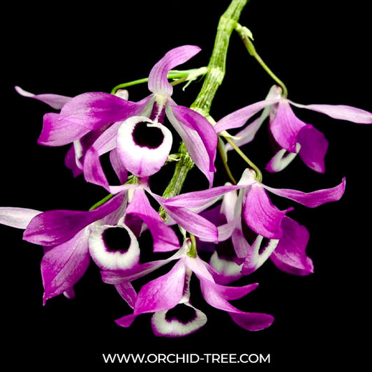 Dendrobium lituiflorum sp. Orchid Plant- BS