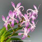 Vanda Neostylis Lou Sneary Orchid Plant - FF