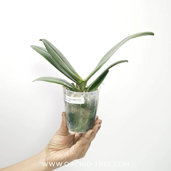 Phalaenopsis Love Waltz Orchid Plant - FF