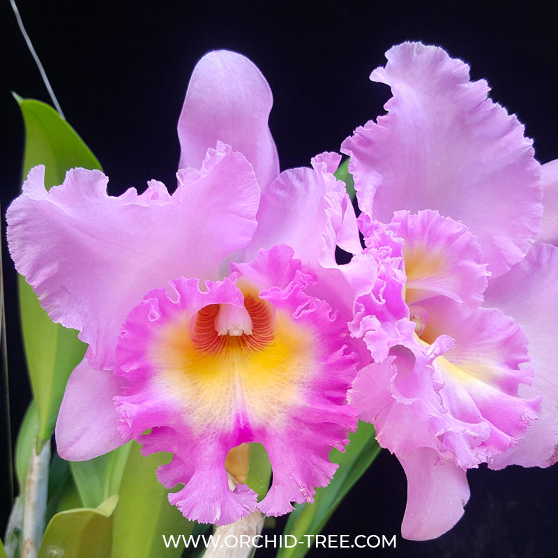 Cattleya (Rlc.) Lovely Bangkok - BS